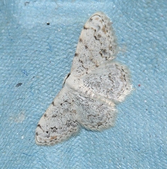 Scopula vigilata