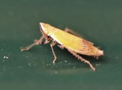 Arthaldeus