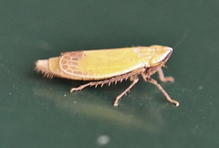 Arthaldeus