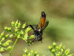 Cylindromyia pilipes