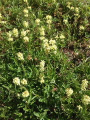 Penstemon confertus