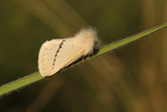 Phiala