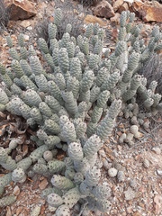 Tephrocactus articulatus
