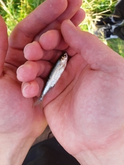 Leucaspius delineatus