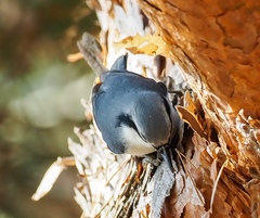 Sitta europaea
