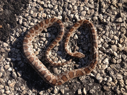 Photo of a Great Plains Rat Snake (Pantherophis emoryi)