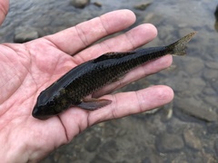 Microphysogobio longidorsalis