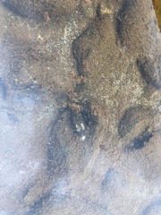 Nodularia breviconcha