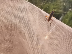 Dichetophora obliterata