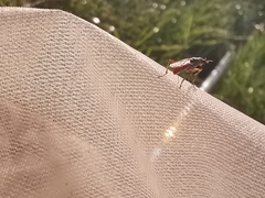 Dichetophora obliterata