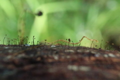 Clastoderma debaryanum