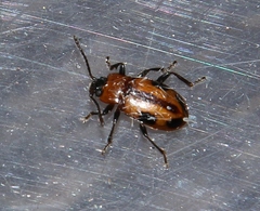 Ancylopus melanocephalus
