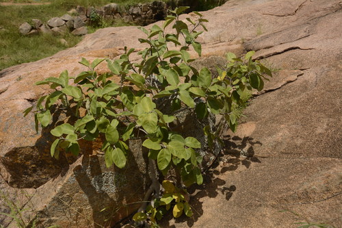 Image of Ficus mollis by (c) Siddarth Machado, some rights reserved (CC BY)