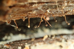 Clastoderma debaryanum