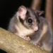 Leadbeater's Possum - Photo (c) Tim Bawden, some rights reserved (CC BY-NC), uploaded by Tim Bawden