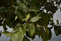 Ficus mollis