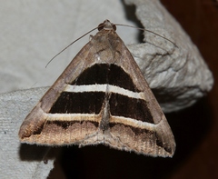 Grammodes bifasciata