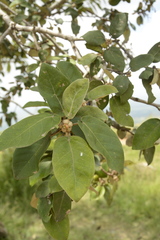 Ficus mollis