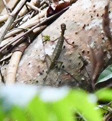 Draco melanopogon