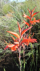Watsonia spectabilis