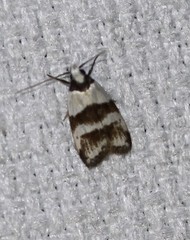 Eulechria triferella