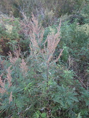 Artemisia rubripes