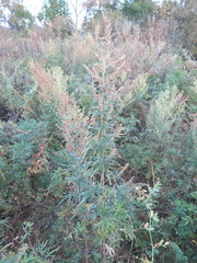 Artemisia rubripes