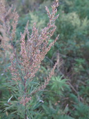Artemisia rubripes