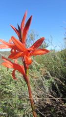 Watsonia spectabilis