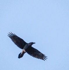 Corvus corax
