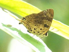 Bindahara phocides