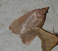 Hypsopygia incarnatalis