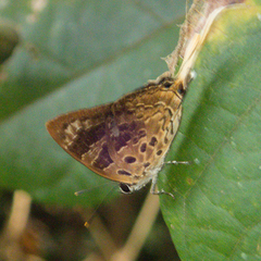 Bindahara phocides