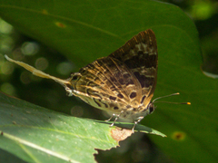Bindahara phocides