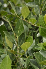 Ficus tinctoria gibbosa