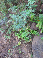 Vicia amurensis