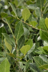 Ficus tinctoria gibbosa