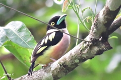 Eurylaimus ochromalus