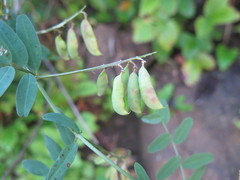 Vicia amurensis