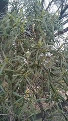 Myoporum platycarpum