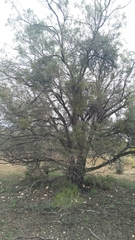 Myoporum platycarpum