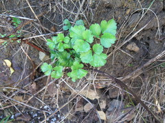 Ligusticum scothicum hultenii