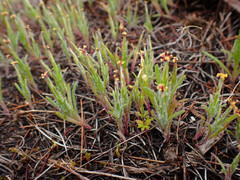Podotheca angustifolia