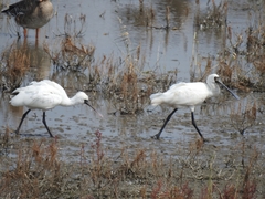 Platalea minor