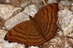 Pseudergolis wedah