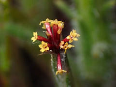 Podotheca angustifolia