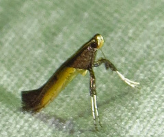 Caloptilia azaleella