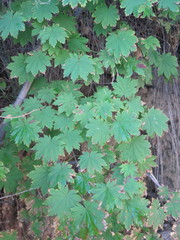 Acer pseudosieboldianum