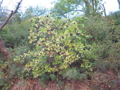 Eleutherococcus sessiliflorus