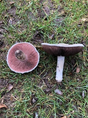 Agaricus campestris